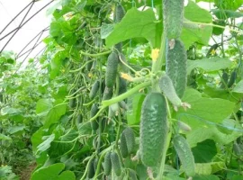 Зображення для оголошення Продам семена Огурец Кибрия (Rijk Zwaan Голландия)