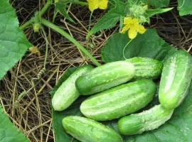 Зображення для оголошення Продам семена Огурец Нежинский 12