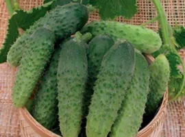 Зображення для оголошення Продам семена Огурец Бабушкин внучок
