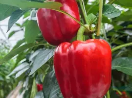 Зображення для оголошення Продам семена перца Гранатовая Турецкая Долма