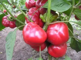 Зображення для оголошення Продам семена Перец Колобок