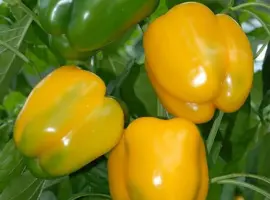 Зображення для оголошення Продам семена перца Гигант Озарк Желтый