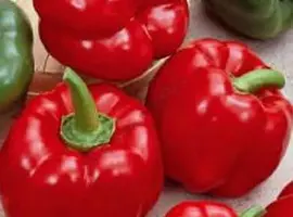 Зображення для оголошення Продам семена Перец Топгриль (ратунда) «Satimex» Германия