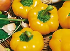 Зображення для оголошення Продам семена Перец Топбой (ратунда)