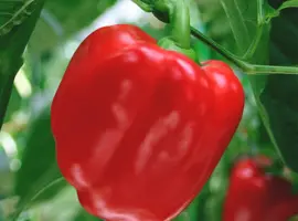 Зображення для оголошення Продам семена перца Король Севера
