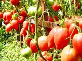 Зображення для оголошення Продам семена Томат Чудо Земли