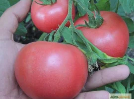 Зображення для оголошення Продам семена томата Пинк Розовый (Euroseed Италия)