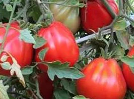 Зображення для оголошення Продам семена Томат 100 Пудов