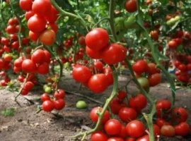 Зображення для оголошення Продам семена Томат Видимо-Невидимо