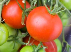 Зображення для оголошення Продам томат Орёл Пустыни