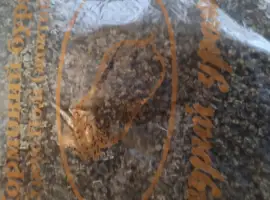 Зображення для оголошення Продам насіння кормового буряка урсус полі