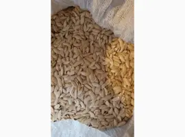 Зображення для оголошення Куплю семечку тыквы ( все сорта)