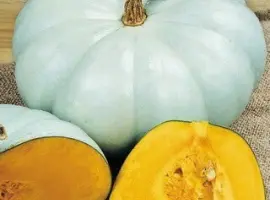 Зображення для оголошення Продам семена Тыква Волжская серая