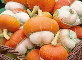 Зображення для оголошення Продам семена Тыква Красный Тюрбан (декоративная)