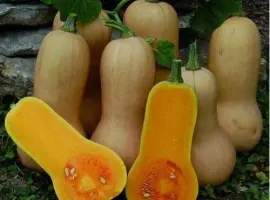 Зображення для оголошення Продам семена Тыква Арахисовое масло