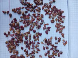 Зображення для оголошення Продам часник на посадку сорта Любаша