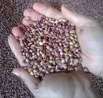 Зображення для оголошення Продам чеснок на посадку 2025р. ВОЗДУШКА сорт Любаша