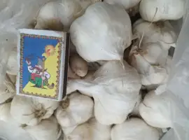 Зображення для оголошення Продам часник озимий великий і на посадку 1 репродукції