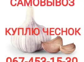 Зображення для оголошення Куплю чеснок приезжаем сами
