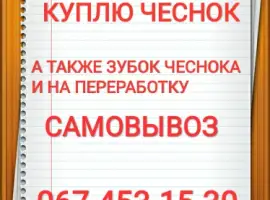 Зображення для оголошення Куплю чеснок куплю чеснок