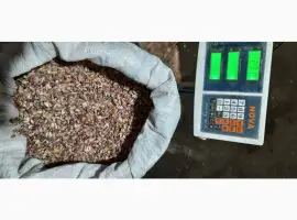 Зображення для оголошення Продам часник ВОЗДУШКУ сорт Любаша