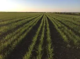 Зображення для оголошення Семена