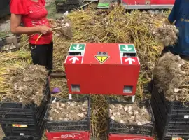 Зображення для оголошення Продам однозубку