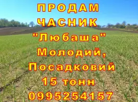 Зображення для оголошення Опт 15 тонн ПРОДАМ Часник Любаша Товарний Молодий Сухий Чеснок Посадочный Garlic