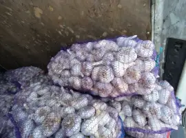 Зображення для оголошення Закупаю чеснок. Приезжаем сами 0