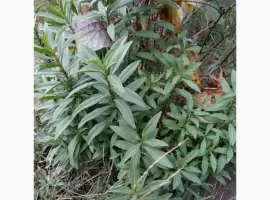Зображення для оголошення Редкие пряно-ароматические культуры- Лимограсс и Вербена лимонная. Липия сладкая