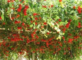 Зображення для оголошення Продам семена Томатное дерево (Цифомандра)