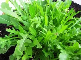 Зображення для оголошення Продам семена Руккола Рокита