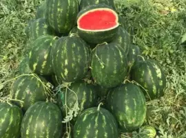 Зображення для оголошення Кавун Куплю