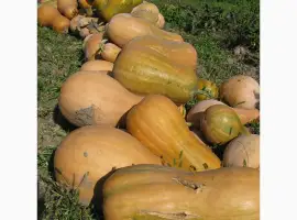 Зображення для оголошення Продам гарбуз - арабатський плоди від 0