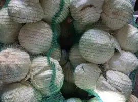 Зображення для оголошення Продам оптом гарну товарну капусту
