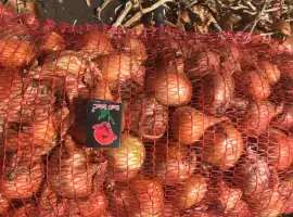 Зображення для оголошення Продам лук Штутгартен Ризен на перо