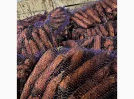 Зображення для оголошення Продам морковь второй сорт