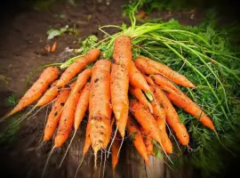 Зображення для оголошення Куплю Морковь на переработку