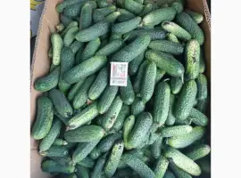 Зображення для оголошення Продам свіжі грунтові огірочки Арктика для свіжого вживання та засолки