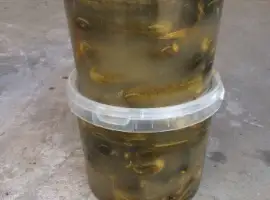 Зображення для оголошення Соленый Огурец