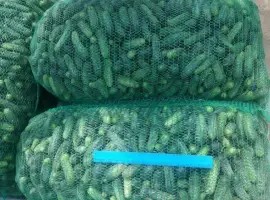 Зображення для оголошення Огірок грунтовий