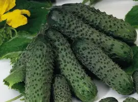 Зображення для оголошення Компанія закуповує на постійній основі огірки корнішони (3-6 см)