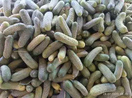 Зображення для оголошення Продам огірки