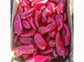Зображення для оголошення Продам свіжий солодкий перець Полет