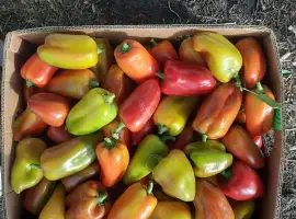 Зображення для оголошення Продам Перець Політ солодкий ( не підмерзлий) 3т соковийтий та свіжий