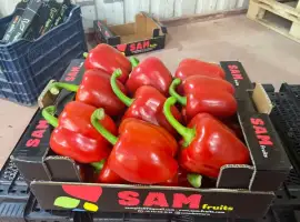 Зображення для оголошення Перец экспорт из Турции