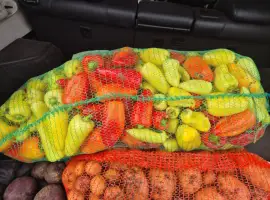 Зображення для оголошення Продам перец белозерка