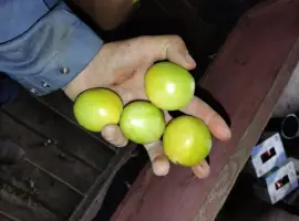 Зображення для оголошення Продам зелений помідор