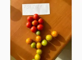 Зображення для оголошення Томат черрі Єгипет