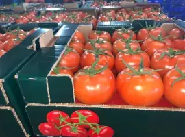 Зображення для оголошення Прямые оптовые продажи Помидора из Турции